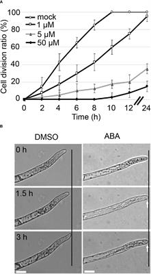 ABA signaling converts stem cell fate by substantiating a tradeoff between cell polarity, growth and cell cycle progression and abiotic stress responses in the moss Physcomitrium patens